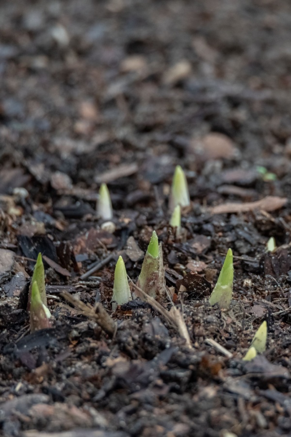 Early spring growth of a hosta plant