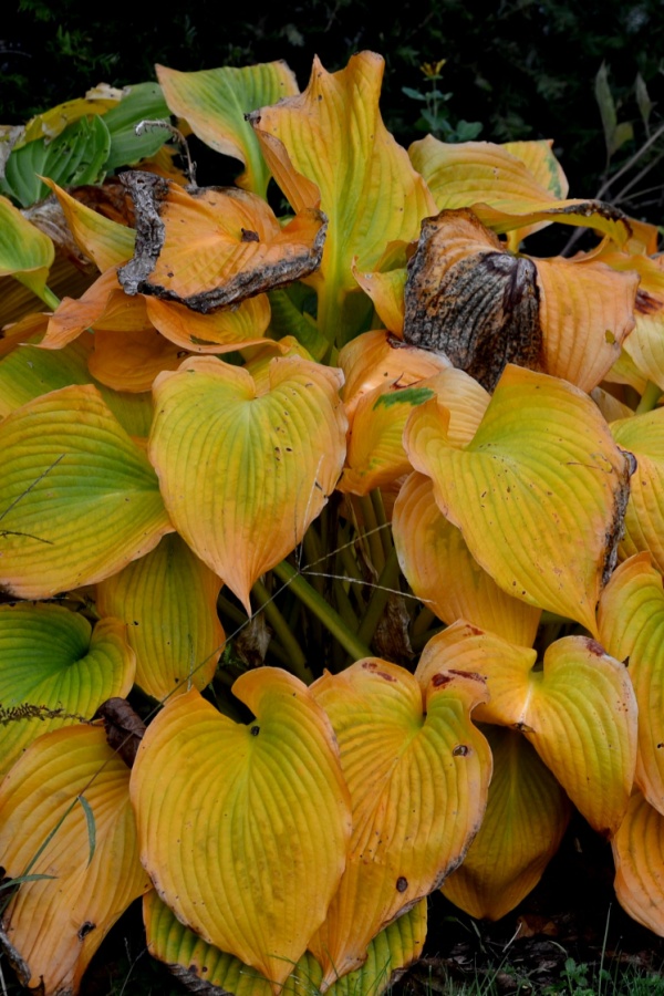 Yellowing hosta leaves in late fall