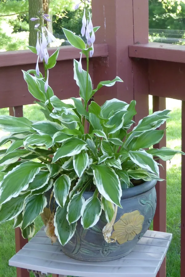 Hosta growing in a container