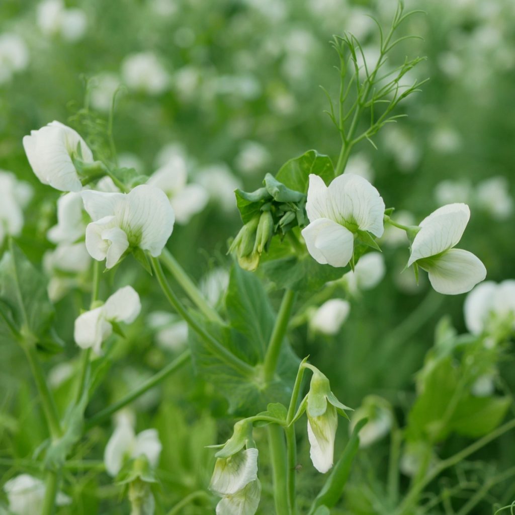 Cover crop of peas blooming