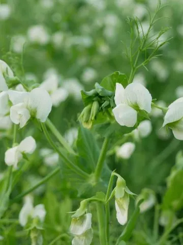 Peas planted as a cover crop