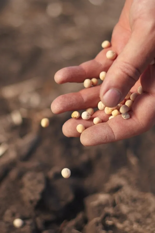 planting pea seeds by hand for a cover crop