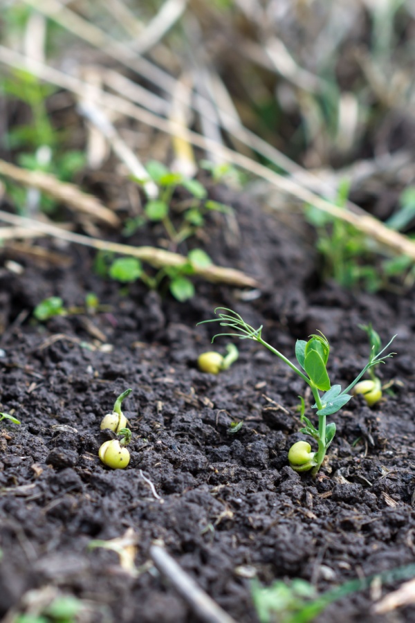 pea seeds germinating