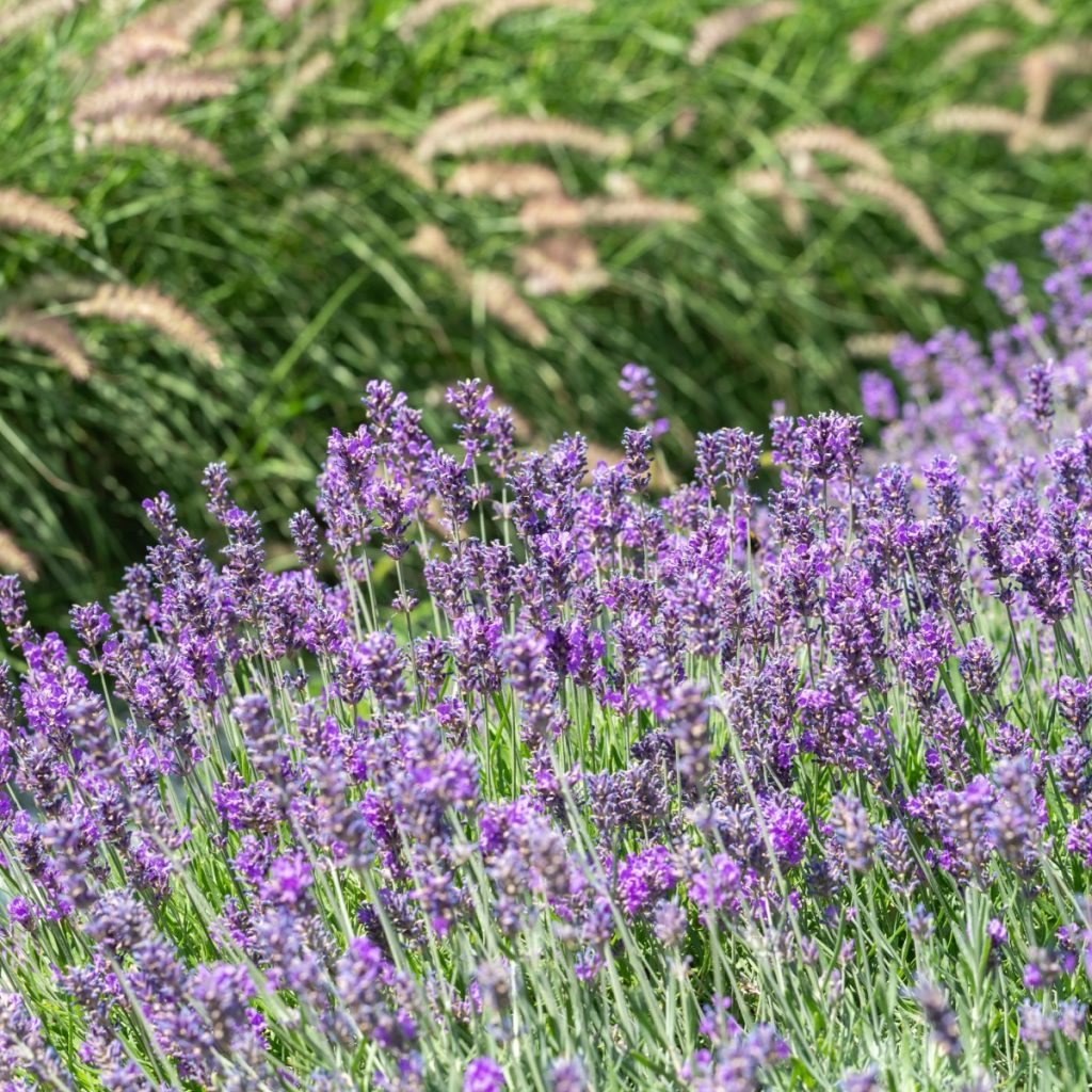 Lavender and ornamental grass - never divide perennials in fall