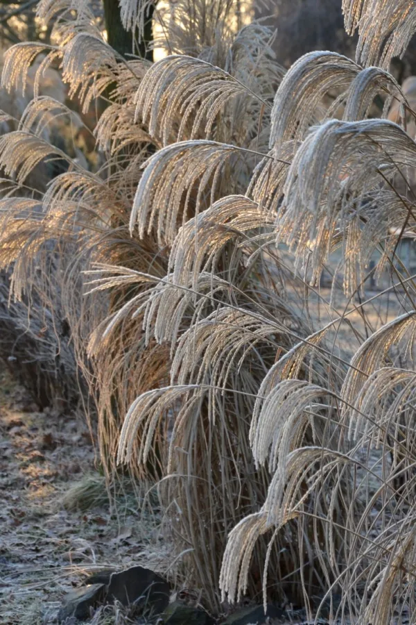 ornamental grasses during winter