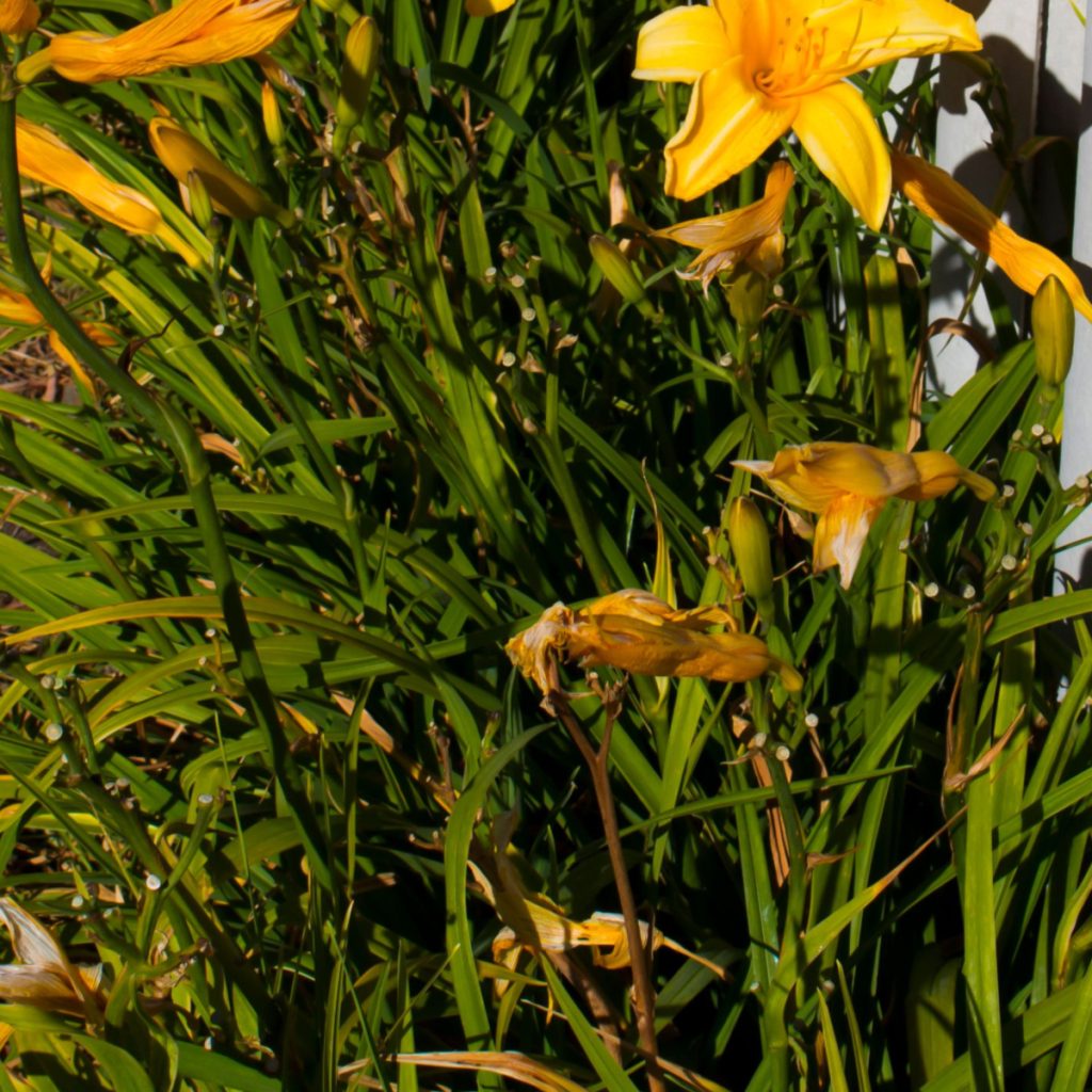 what to do with daylilies in the fall