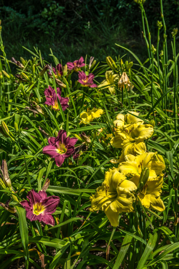 overcrowded daylilies - divide and transplant perennials in the fall