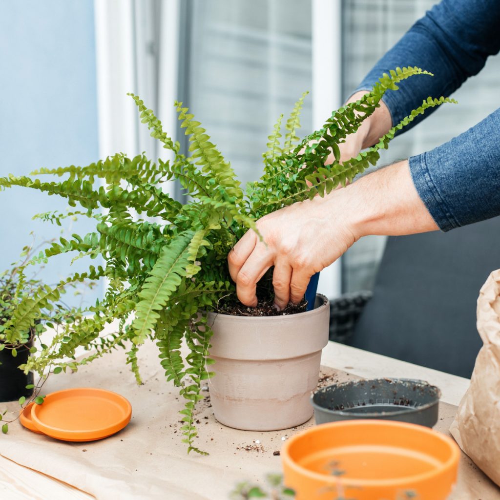 divide & save ferns in the fall