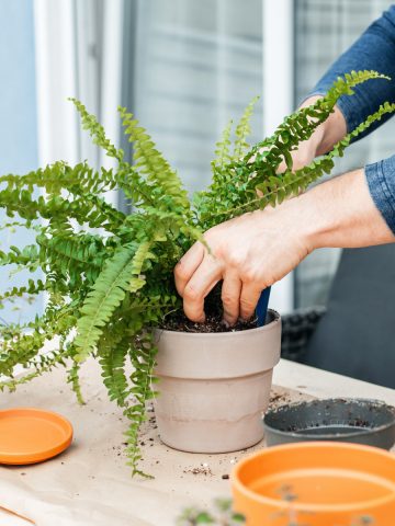 divide & save ferns in the fall