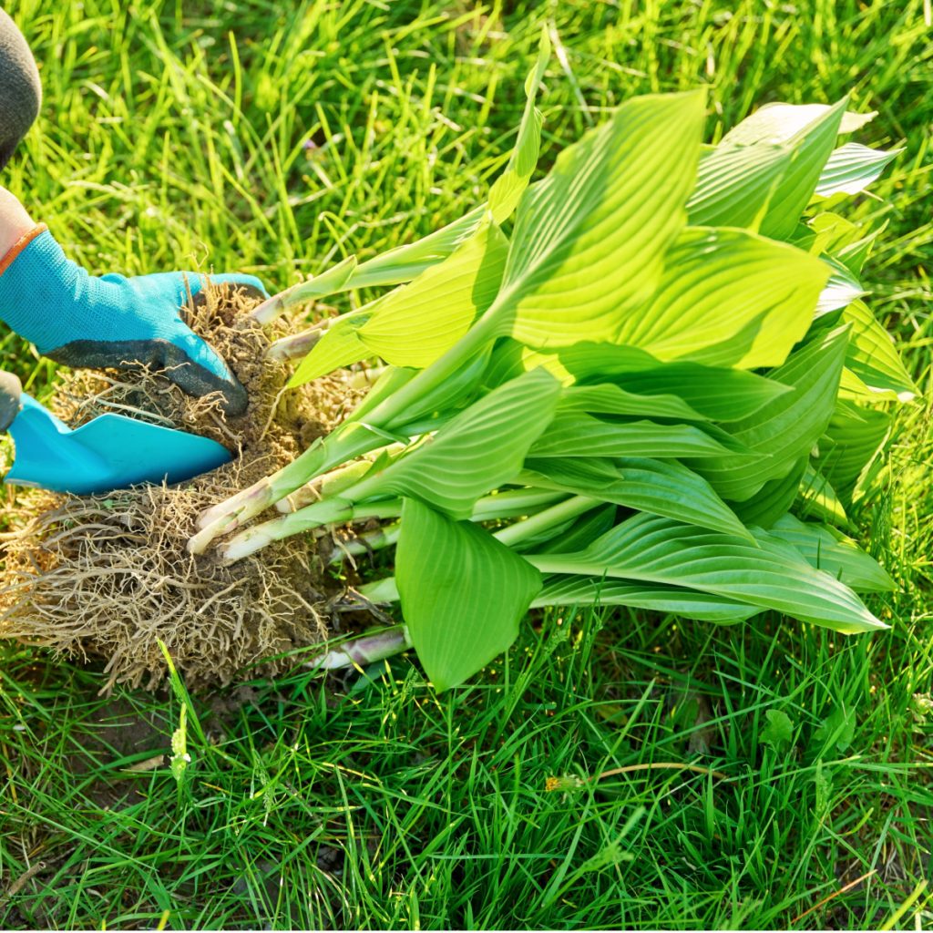 divide and transplant perennials in fall