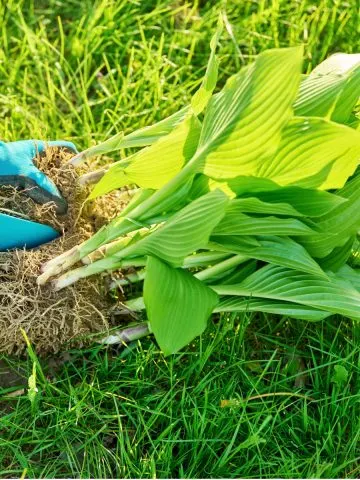 divide and transplant perennials in fall