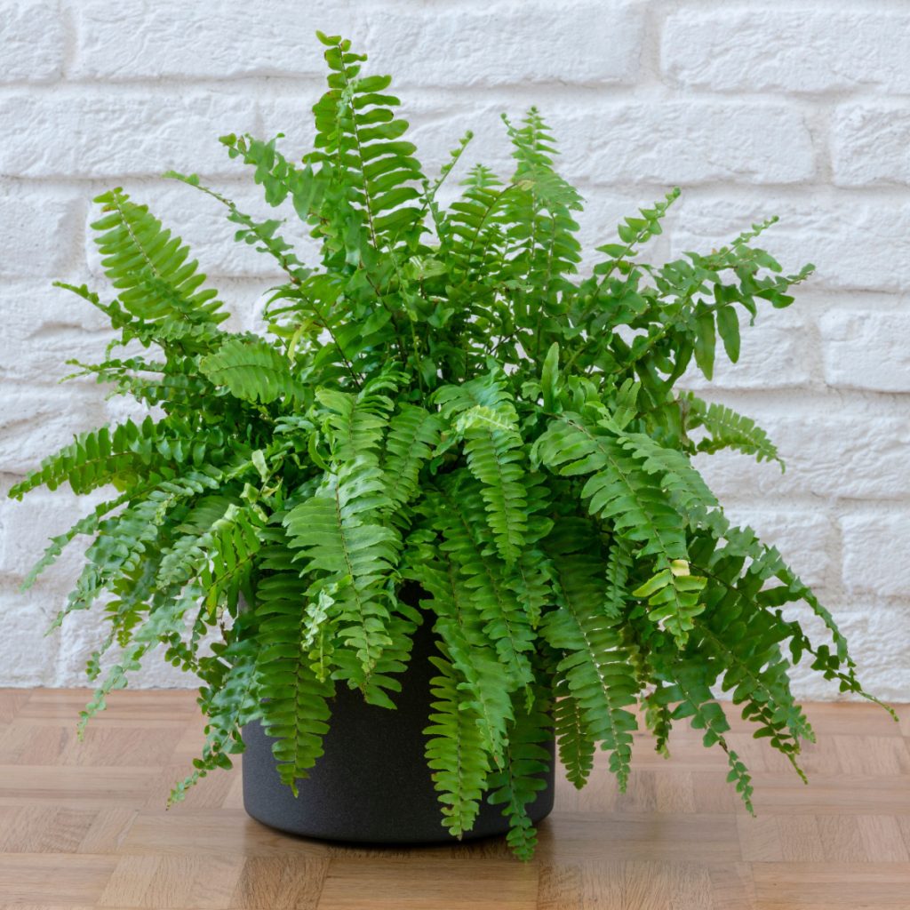 bringing ferns indoors