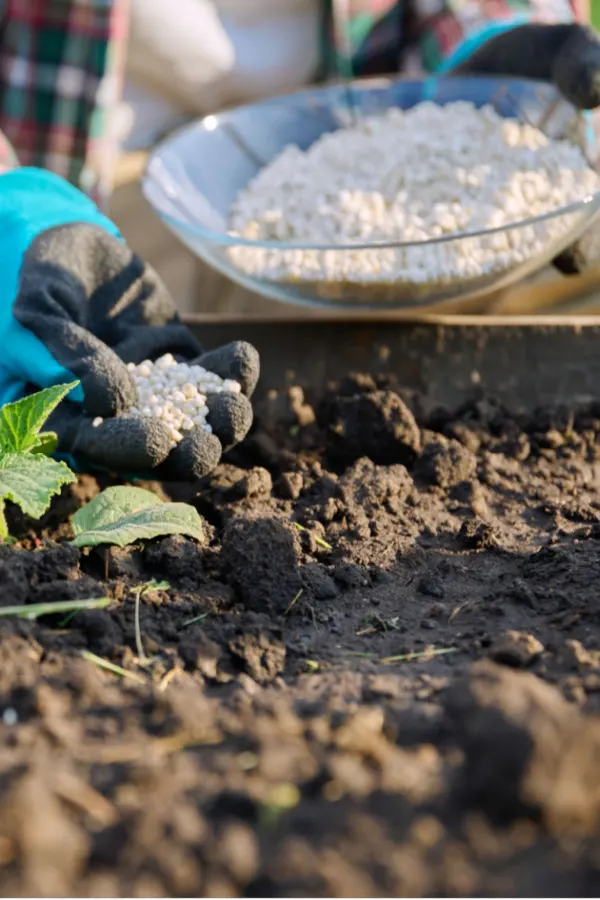 recharge and rejuvenate raised bed soil - fertilizer