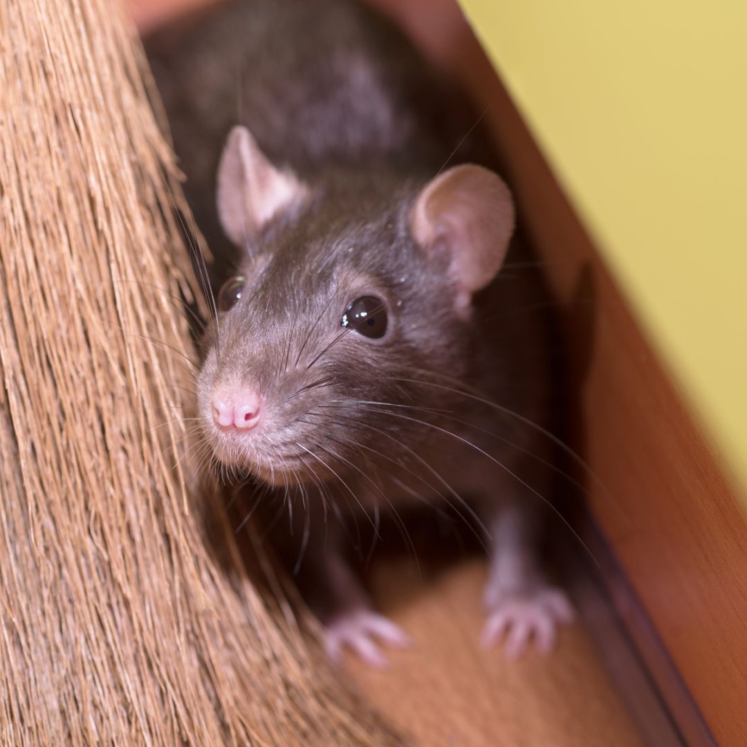 How To Stop Mice From Getting Inside 2 Tricks To Keep Mice Out!