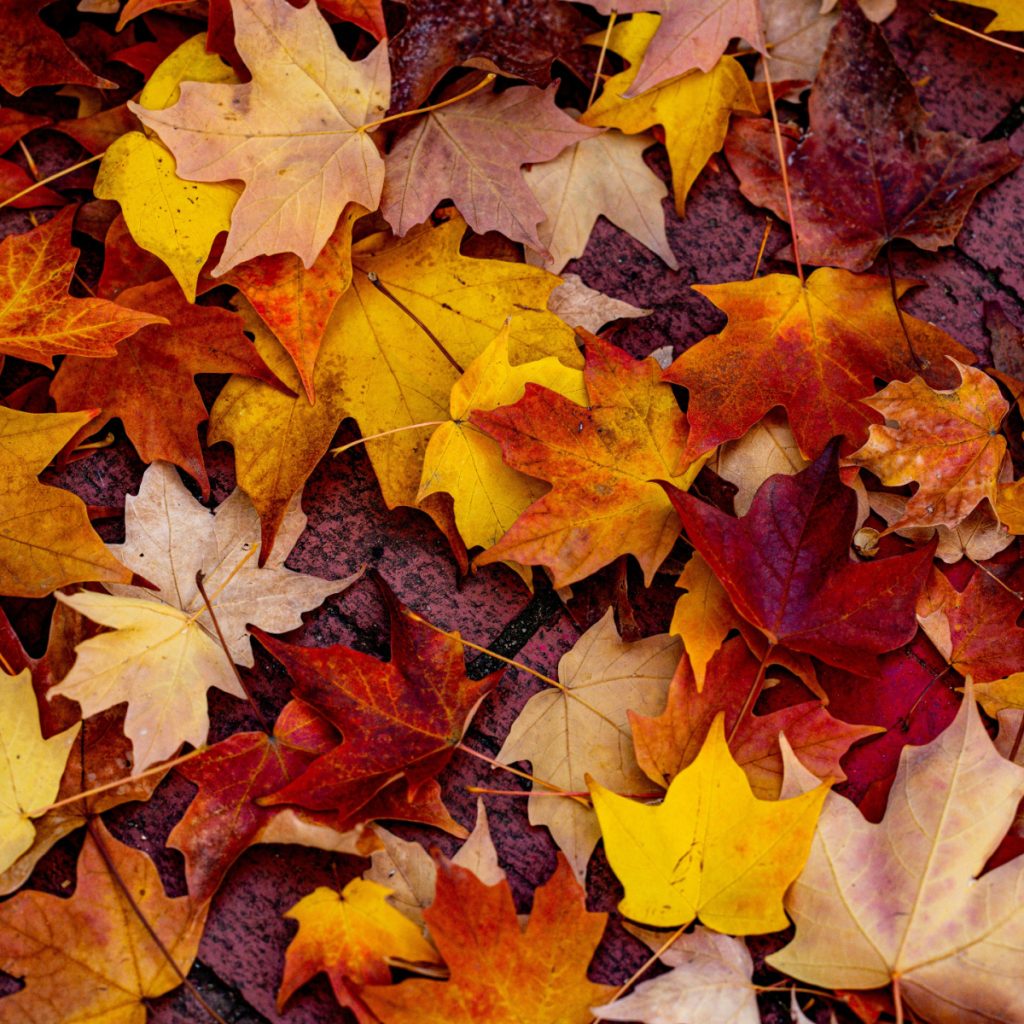 fall compost pile