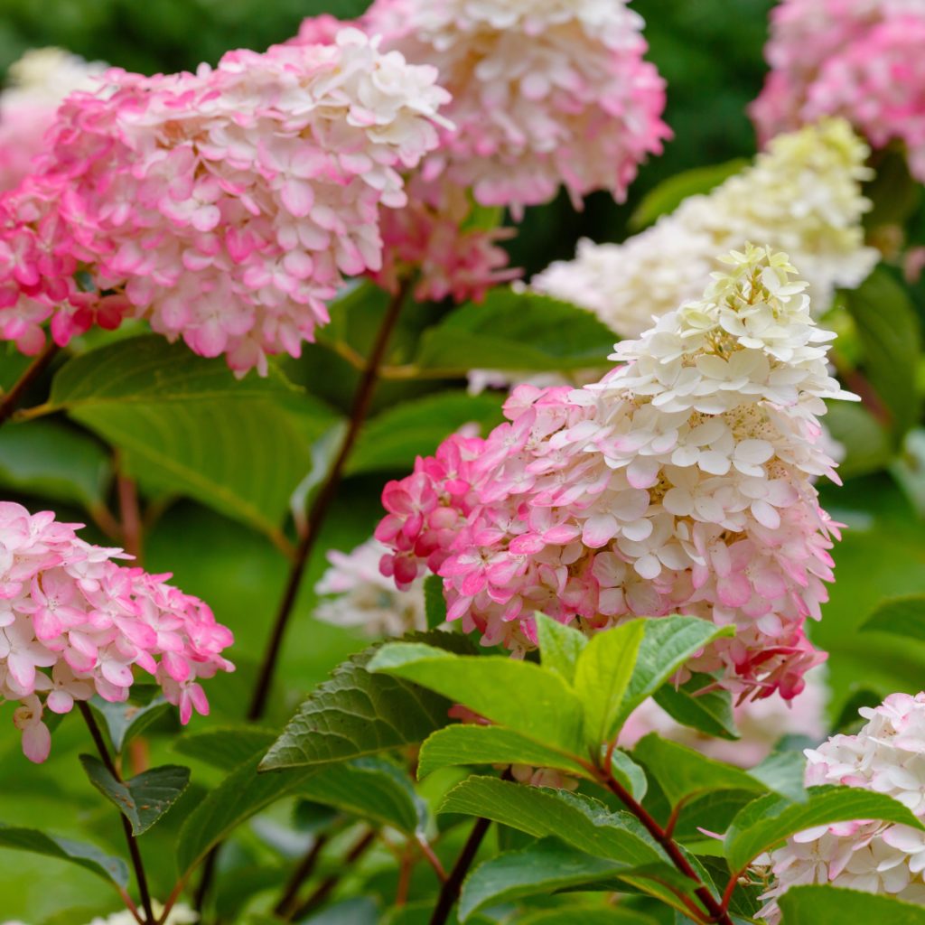 mistakes with hydrangeas in the fall