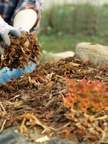 mulch flowerbeds in the fall