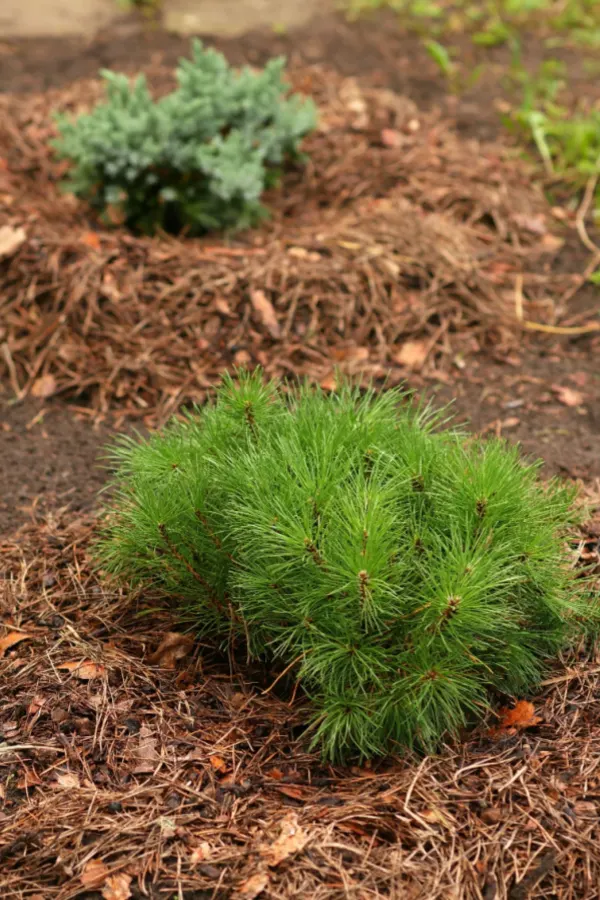 pine needles as mulch