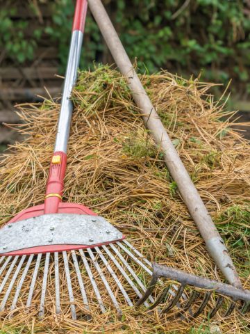 pine needles in gardens and flowerbeds