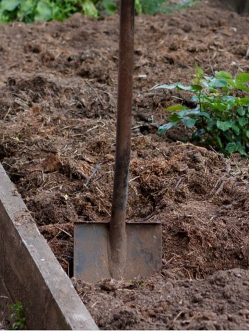 how to rejuvenate raised bed soil