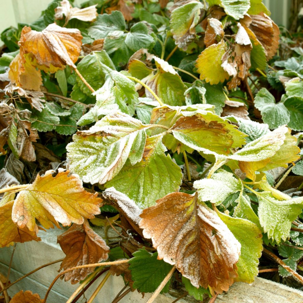 strawberry plants in the fall