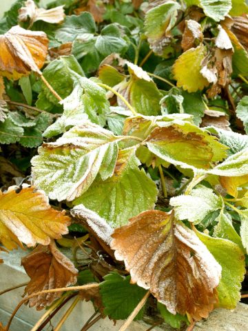 strawberry plants in the fall