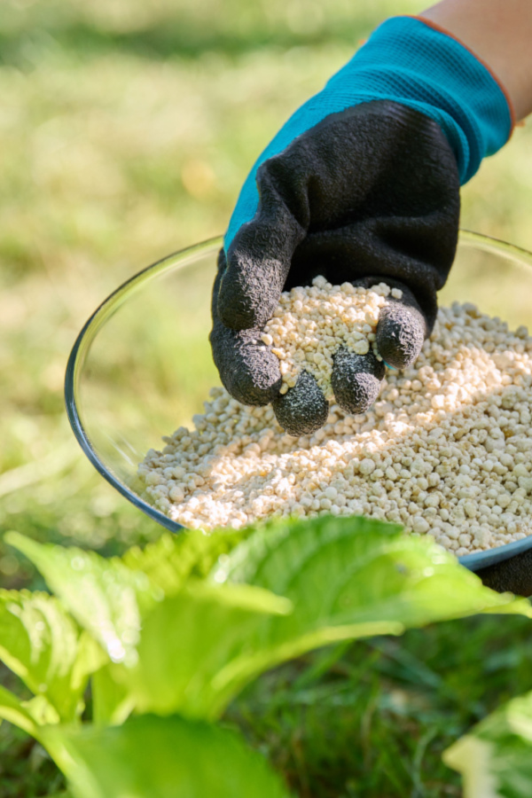 Fertilize hydrangeas - 4 common fall mistakes made with hydrangeas