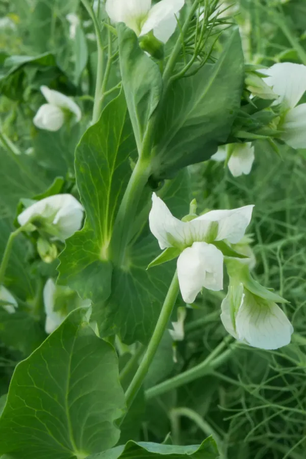 field peas - recharge raised beds