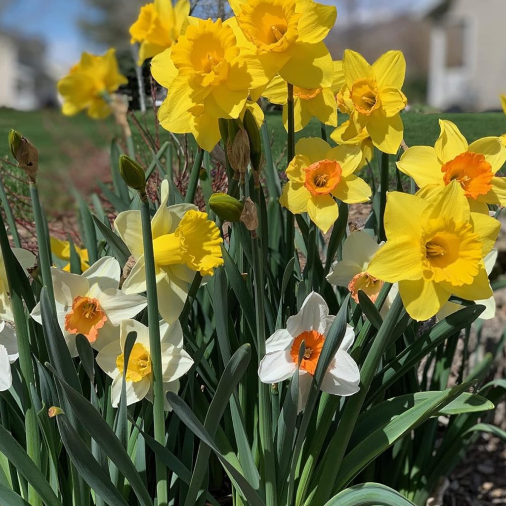 large cup daffodils - best fall bulbs to plant