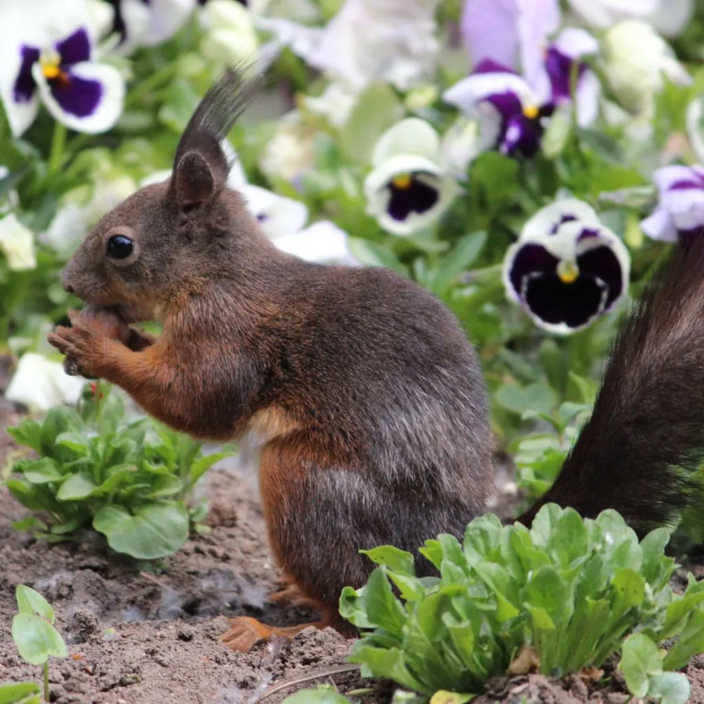 keep fall bulbs safe from squirrels