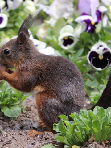 keep fall bulbs safe from squirrels