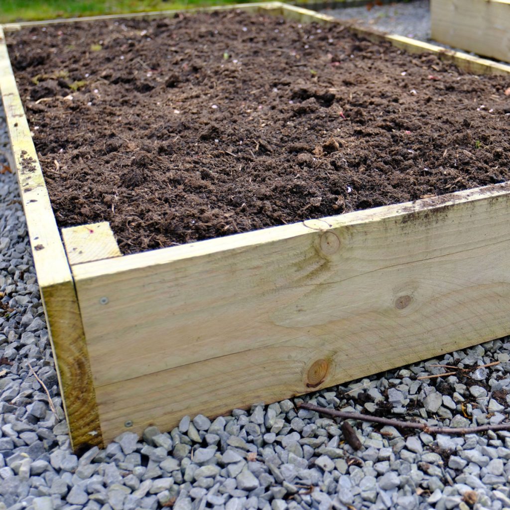 recharge raised bed soil with a cover crop