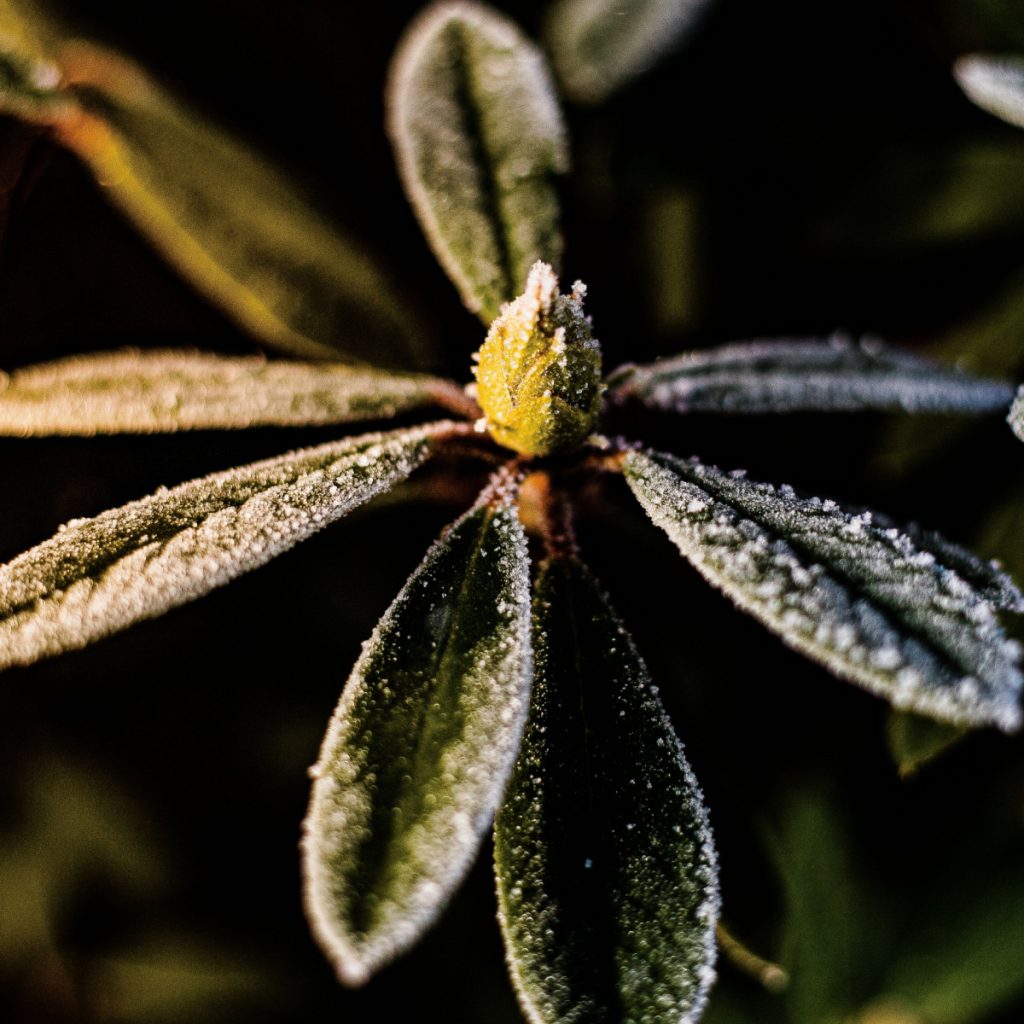 what to do with rhododendrons in the fall