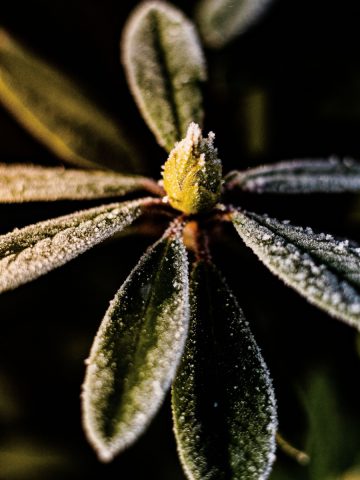 what to do with rhododendrons in the fall