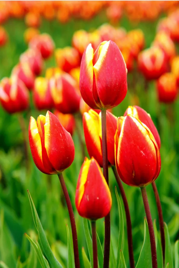 planting tulips in the fall -  Best Time To Plant Tulip Bulbs In The Fall