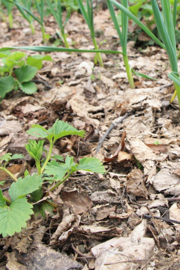 using leaves in gardens and flowerbeds