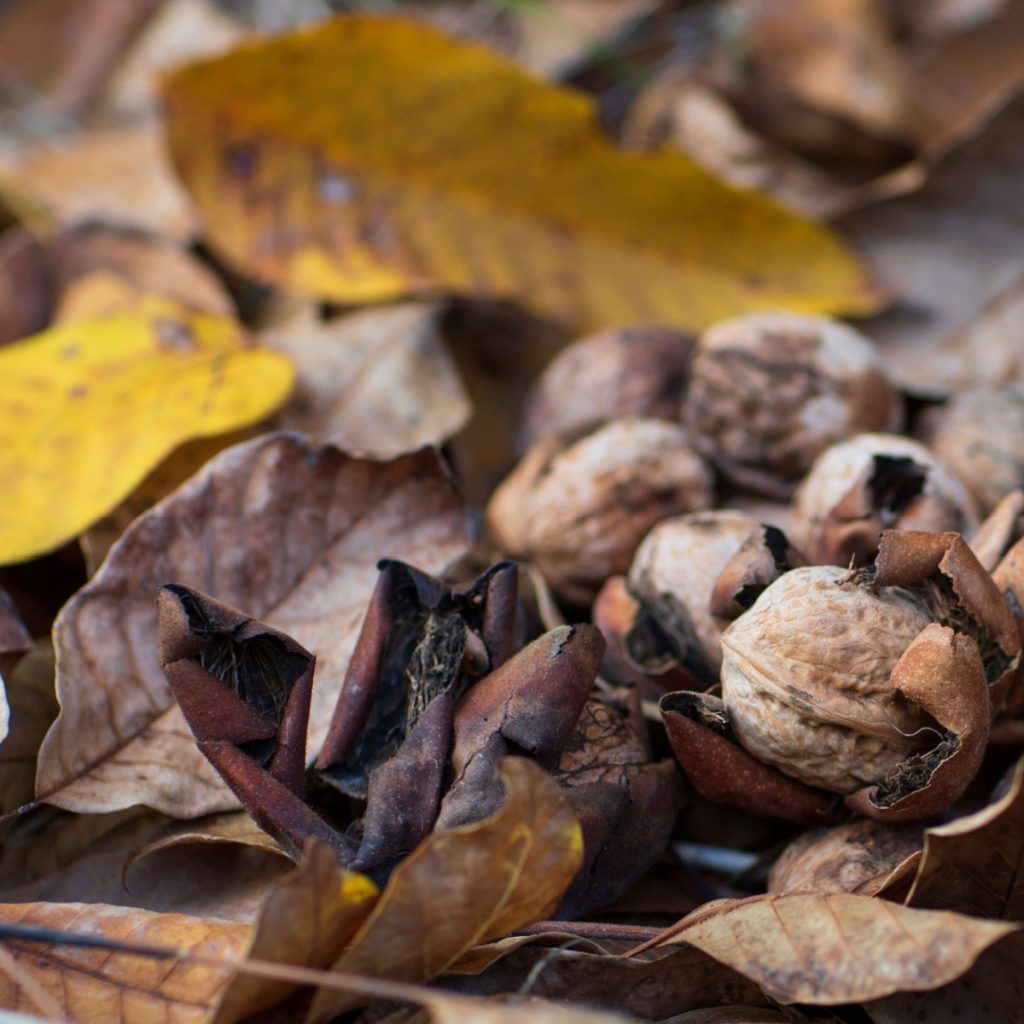 Leaves You Should Never Compost