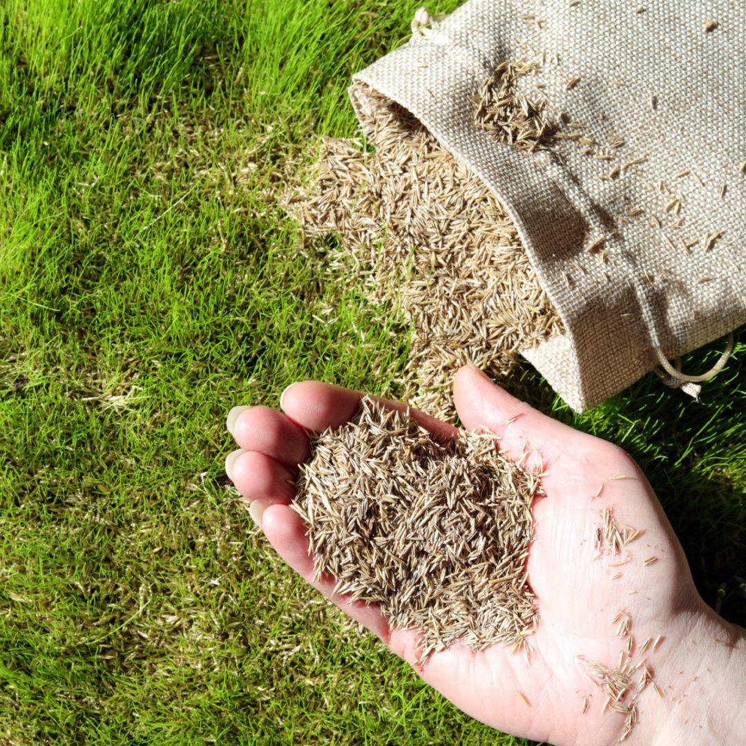 How To Plant Grass Seed In The Fall For A Thick Lawn Next Spring
