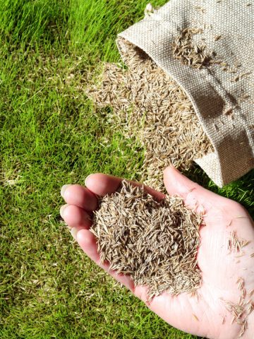 plant grass seed in the fall