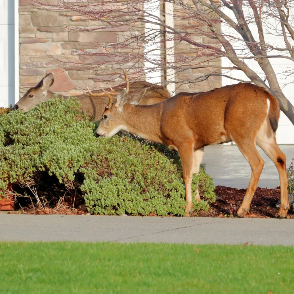 keep plants safe from deer