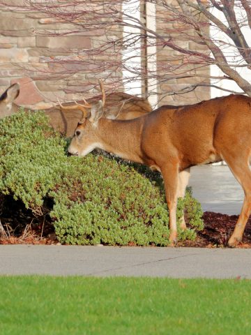 keep plants safe from deer