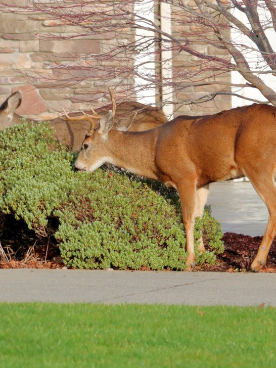 protect plants from deer Archives This Is My Garden