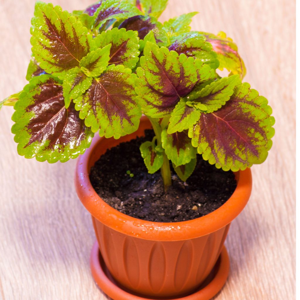 coleus houseplant