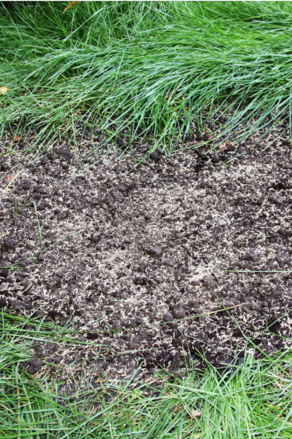 planting grass seed in fall