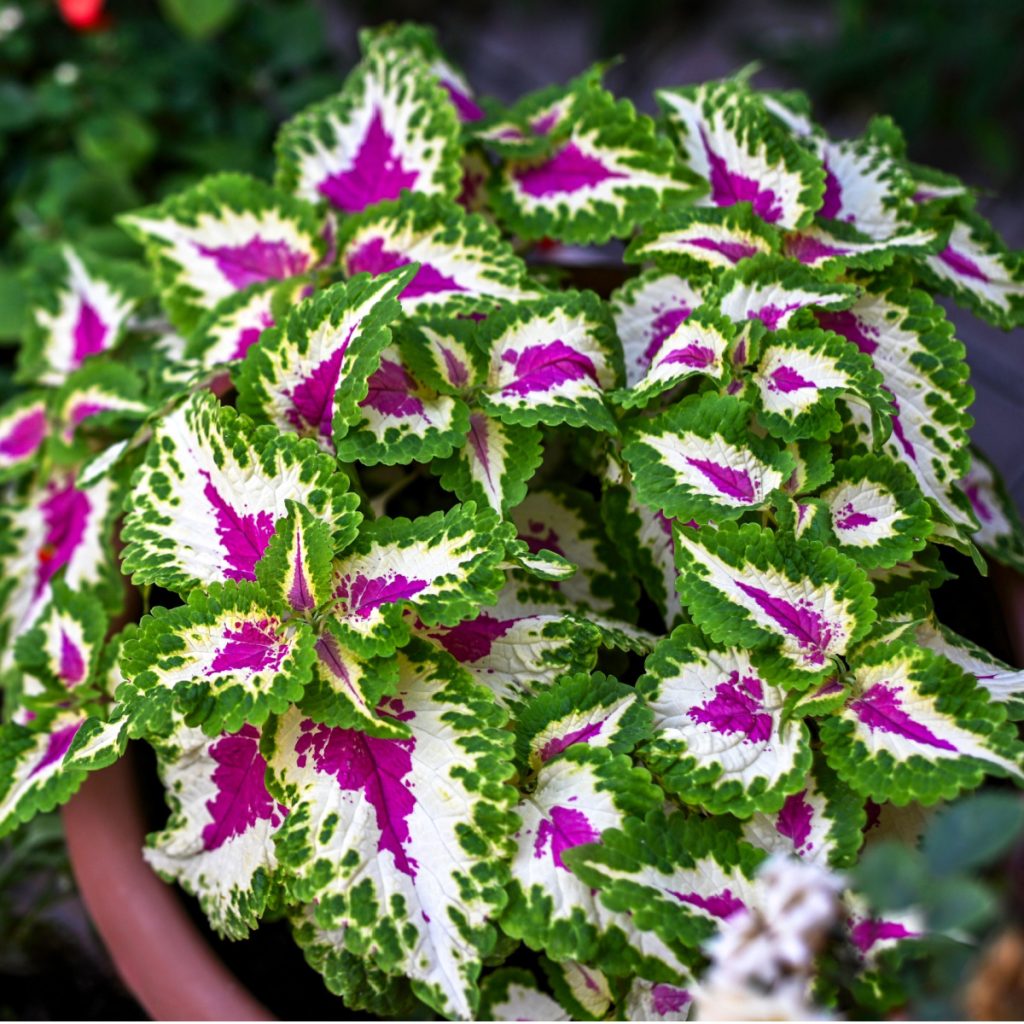 how to keep coleus alive in the winter