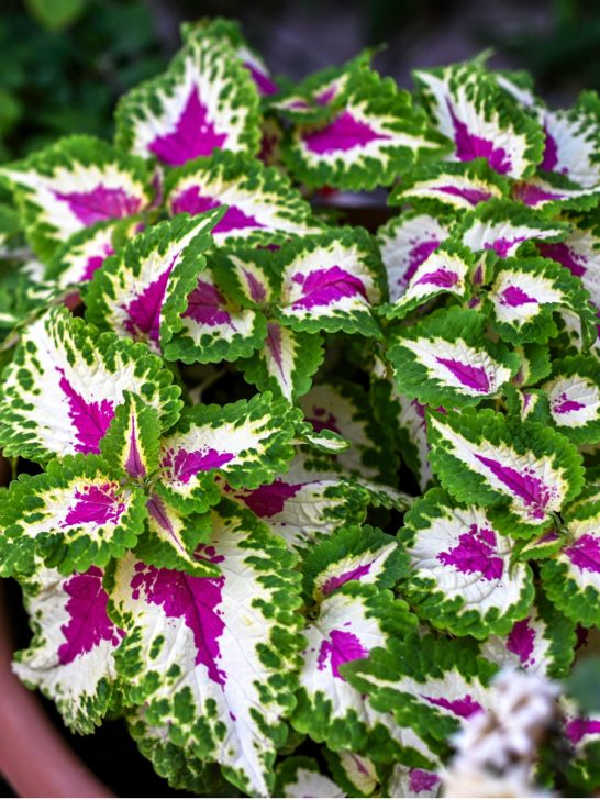 how to keep coleus alive in the winter