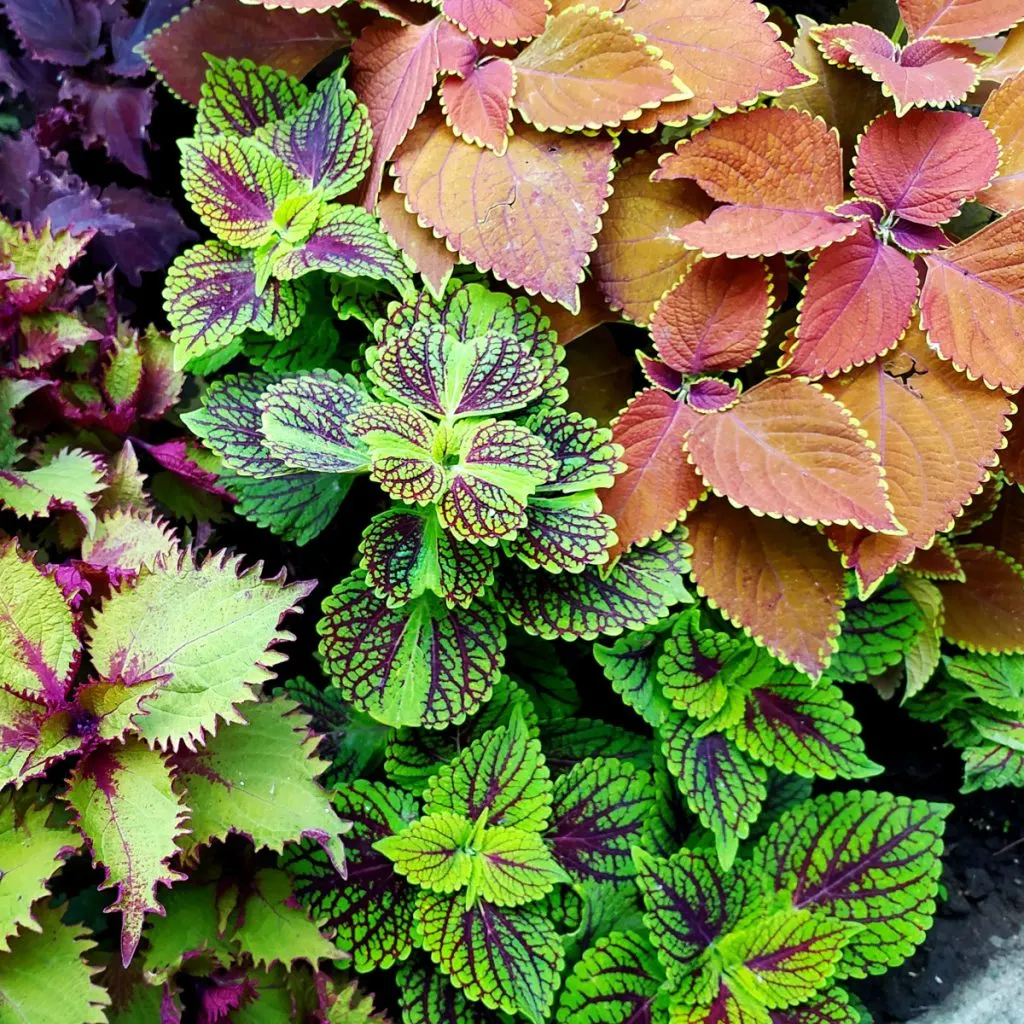 coleus plants - keep coleus alive over winter