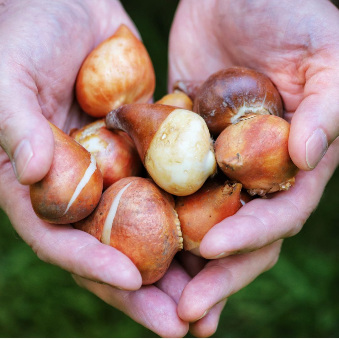 The Best Time To Plant Tulip Bulbs In The Fall And How To Do It!