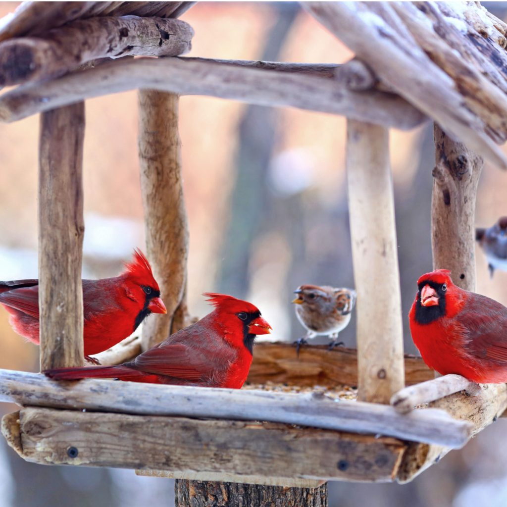 5 great feeds and seeds to attract cardinals