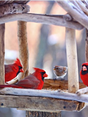 5 great feeds and seeds to attract cardinals